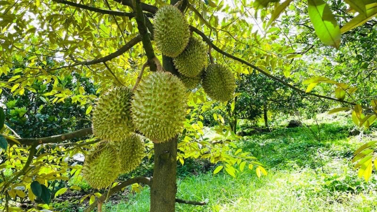 Sầu Riêng Ri 6 vườn chính
