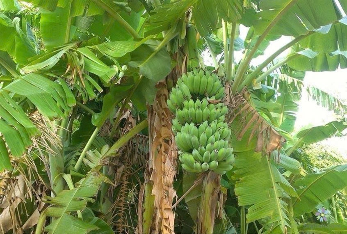 Chuối sứ lô A